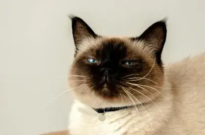 A black and white cat looking at the camera