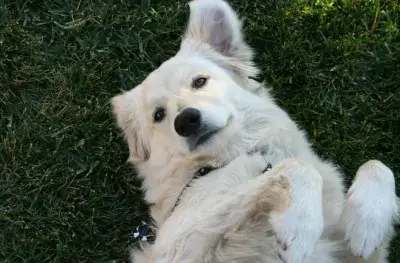 A white dog on the grass