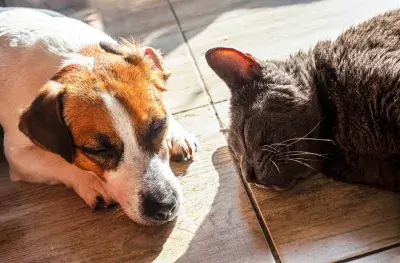 A dog and a cat sleeping in the sun