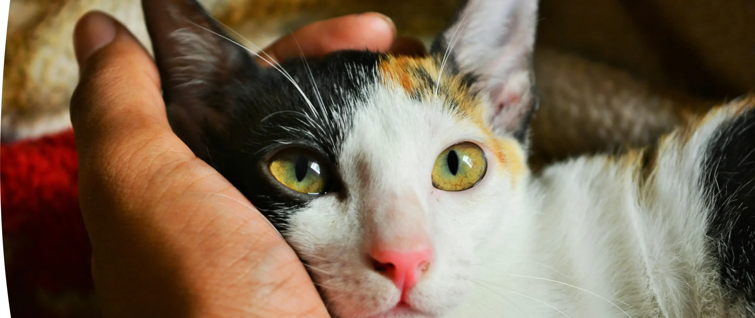 A cat resting its head against a hand