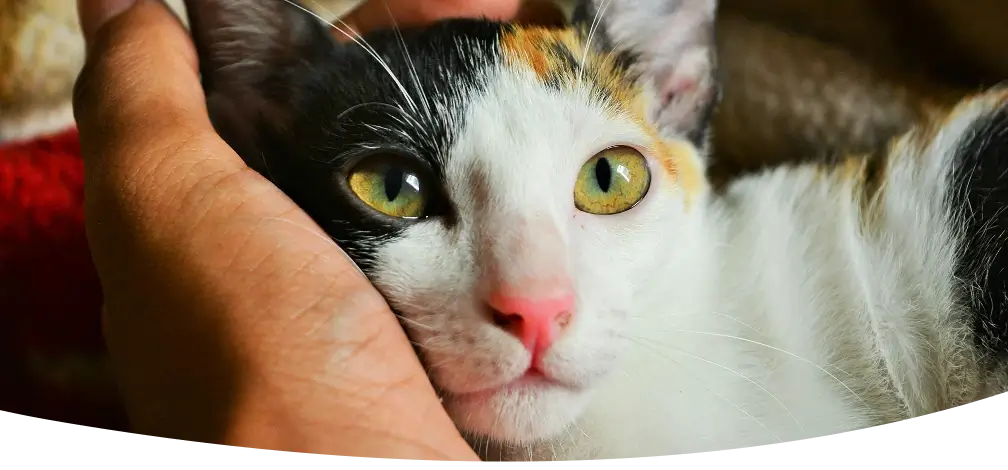 A cat resting its head against a hand