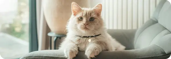 A cat leaning on the arm of a sofa
