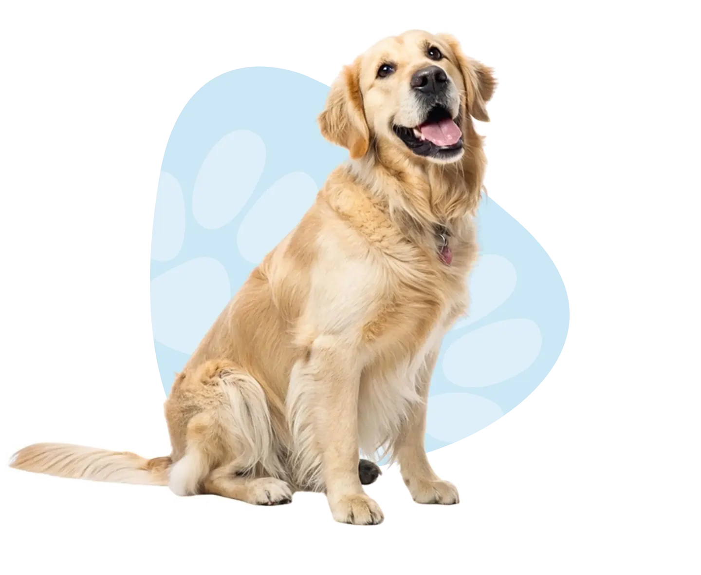 A sitting dog